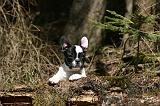 BOULEDOGUE FRANCAIS 1127